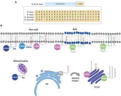 Palmitoylation as a Key Regulator of Ras Localization and Function